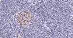 FOXO3A Antibody in Immunohistochemistry (Paraffin) (IHC (P))