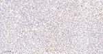 FOXO3A Antibody in Immunohistochemistry (Paraffin) (IHC (P))