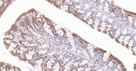 Caspase 7 Antibody in Immunohistochemistry (Paraffin) (IHC (P))