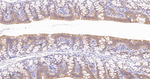 Caspase 7 Antibody in Immunohistochemistry (Paraffin) (IHC (P))