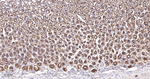 Caspase 7 Recombinant Rabbit Monoclonal Antibody (7G9)