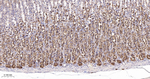 Caspase 7 Antibody in Immunohistochemistry (Paraffin) (IHC (P))