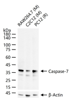 Caspase 7 Antibody in Western Blot (WB)