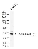 Actin Antibody in Western Blot (WB)