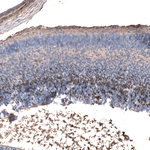 EOMES Monoclonal Antibody (CL15425)