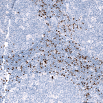 EOMES Antibody in Immunohistochemistry (Paraffin) (IHC (P))