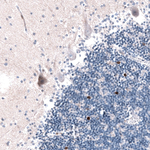 EOMES Antibody in Immunohistochemistry (Paraffin) (IHC (P))
