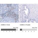 EOMES Antibody in Immunohistochemistry (Paraffin) (IHC (P))