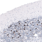 EOMES Antibody in Immunohistochemistry (Paraffin) (IHC (P))