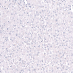 EOMES Antibody in Immunohistochemistry (Paraffin) (IHC (P))