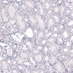EOMES Antibody in Immunohistochemistry (Paraffin) (IHC (P))