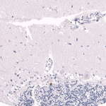 EOMES Antibody in Immunohistochemistry (Paraffin) (IHC (P))