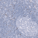 EOMES Antibody in Immunohistochemistry (Paraffin) (IHC (P))