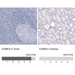 EOMES Antibody in Immunohistochemistry (Paraffin) (IHC (P))