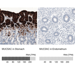 MUC5AC Monoclonal Antibody (CL8961)