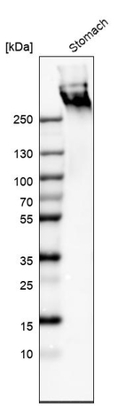 MUC5AC Antibody in Western Blot (WB)