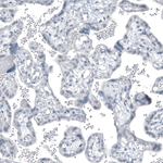 PSA Antibody in Immunohistochemistry (Paraffin) (IHC (P))