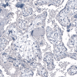 PSA Antibody in Immunohistochemistry (Paraffin) (IHC (P))