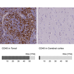 CD40 Monoclonal Antibody (CL1673)