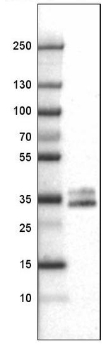 CD40 Antibody in Western Blot (WB)