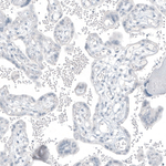 PSMA Antibody in Immunohistochemistry (Paraffin) (IHC (P))