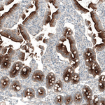 PSMA Antibody in Immunohistochemistry (Paraffin) (IHC (P))