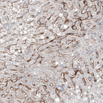PSMA Antibody in Immunohistochemistry (Paraffin) (IHC (P))