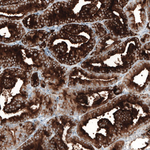 PSMA Antibody in Immunohistochemistry (Paraffin) (IHC (P))