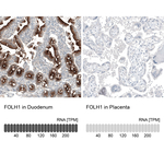 PSMA Monoclonal Antibody (CL9091)