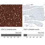CD47 Monoclonal Antibody (CL6913)