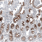 PSMA Antibody in Immunohistochemistry (Paraffin) (IHC (P))