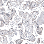 PSMA Antibody in Immunohistochemistry (Paraffin) (IHC (P))