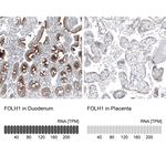 PSMA Monoclonal Antibody (CL9089)
