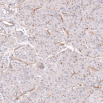 CD34 Antibody in Immunohistochemistry (Paraffin) (IHC (P))