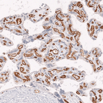 CD34 Antibody in Immunohistochemistry (Paraffin) (IHC (P))