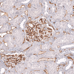 CD34 Antibody in Immunohistochemistry (Paraffin) (IHC (P))
