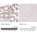 CD34 Antibody in Immunohistochemistry (Paraffin) (IHC (P))