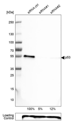 p53 Antibody in Western Blot (WB)