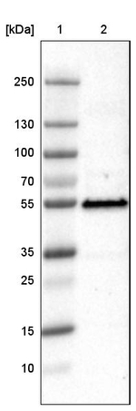 p53 Antibody in Western Blot (WB)