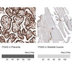ITGA5 Antibody in Immunohistochemistry (Paraffin) (IHC (P))