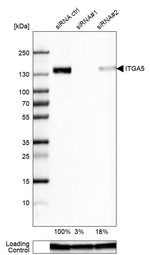 ITGA5 Antibody in Western Blot (WB)