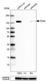 ITGA5 Antibody in Western Blot (WB)
