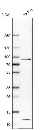 IL17RA Monoclonal Antibody (CL10309)