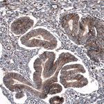 P2X7 Antibody in Immunohistochemistry (Paraffin) (IHC (P))