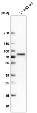 P2X7 Antibody in Western Blot (WB)