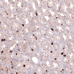 VMAT2 Antibody in Immunohistochemistry (Paraffin) (IHC (P))