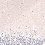 WNT5A Antibody in Immunohistochemistry (Paraffin) (IHC (P))