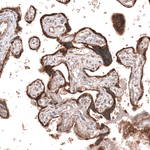 WNT5A Antibody in Immunohistochemistry (Paraffin) (IHC (P))