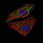 MCL-1 Monoclonal Antibody (CL1128)