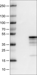 MCL-1 Antibody in Western Blot (WB)
